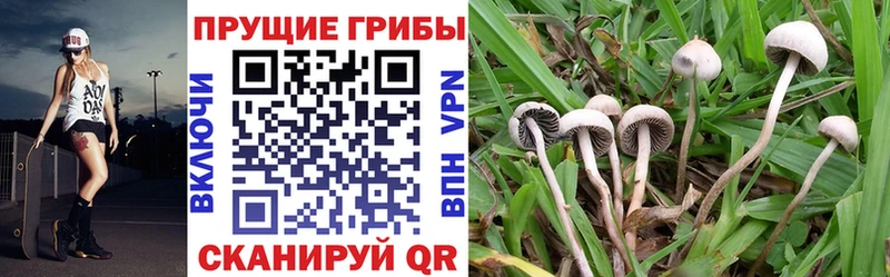 Купить где  Грозный  Псилоцибиновые грибы Psilocybine cubensis 